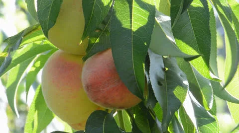 Peaches on the tree Stock Footage 26783582