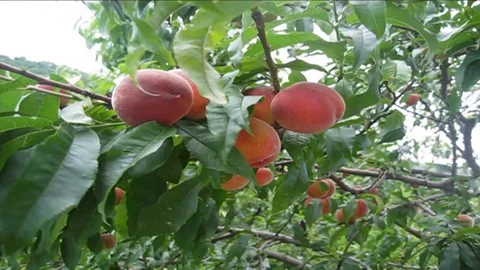 Peaches on the tree Stock Footage 112105750