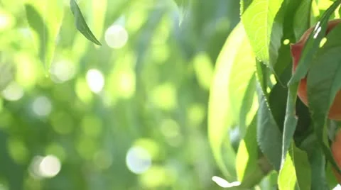 Peaches on the tree pan Stock Footage 12131696