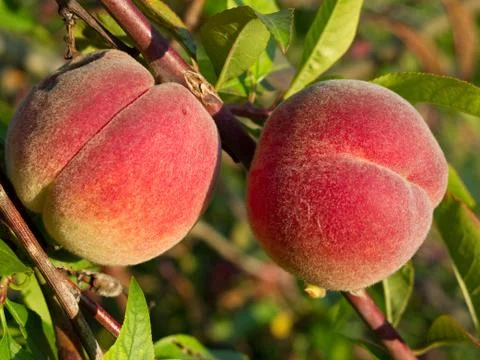 Peaches on tree Stock Photos