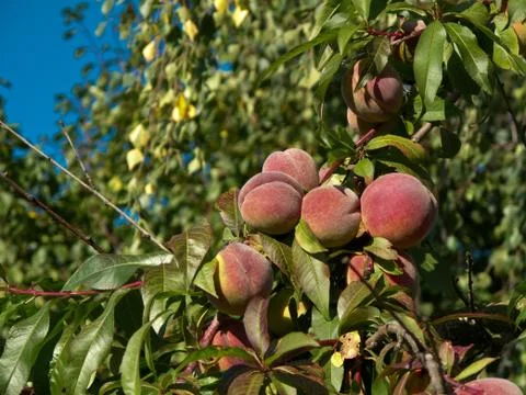 Peaches on tree Stock Photos