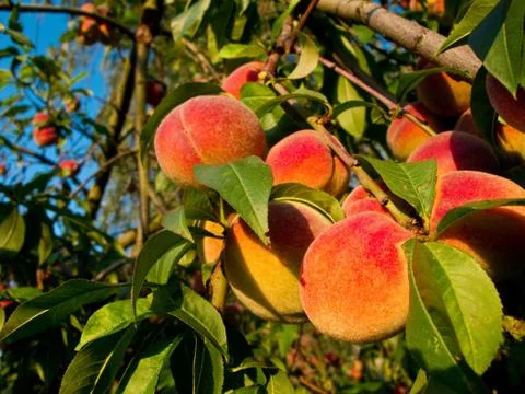 Peaches on tree Stock Photos