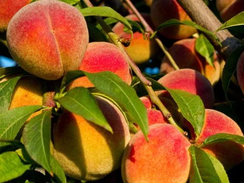 Peaches on tree Stock Photos