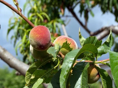 The peaches on the tree. Stock Photos