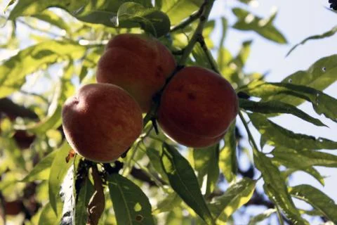 Peaches on the tree 스톡 사진