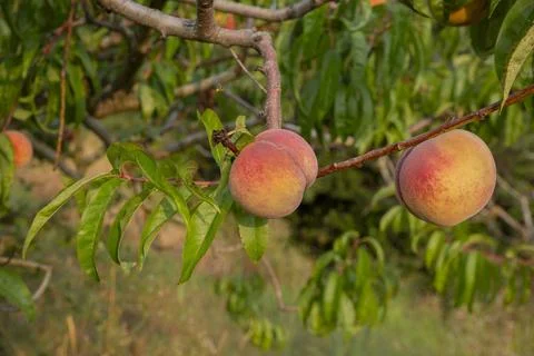 Peaches on tree Stock Photos