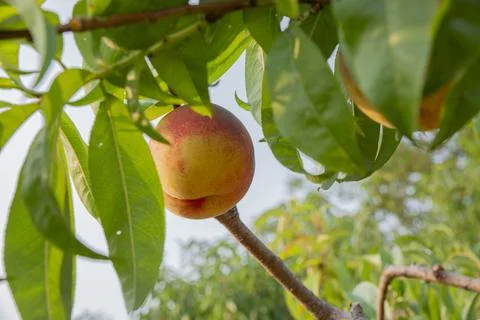 Peaches on tree Stock Photos