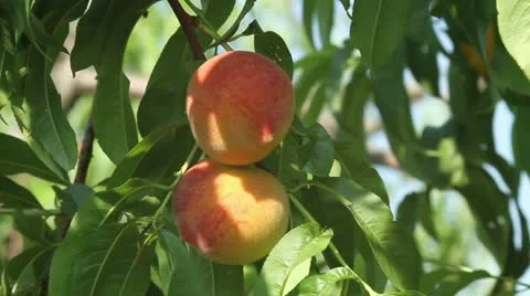 Peaches on the tree zoom Stock Footage 12131724