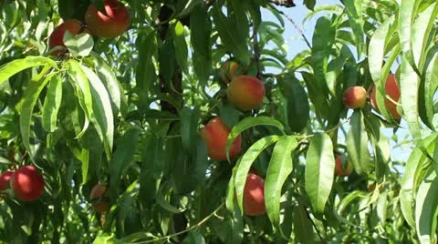 Peaches on the tree1 Stock Footage 12131951