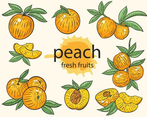 Peaches, vector hand drawing set. Stockillustratie