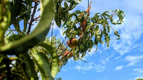 Peaches waiting to ripen on the tree Stock Photos