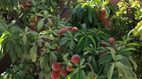 Peaches Wide 2 Stock Footage 739054