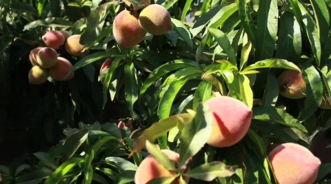Peaches Wide Video stock 739083