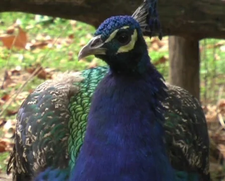 Peachick Stock Footage 62834