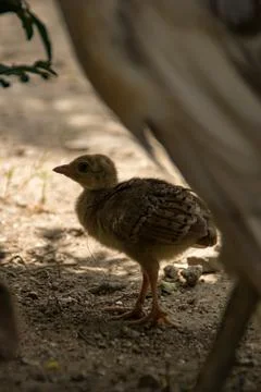 Peachick Stock Photos