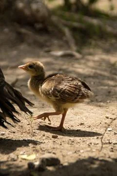 Peachick Stock Photos