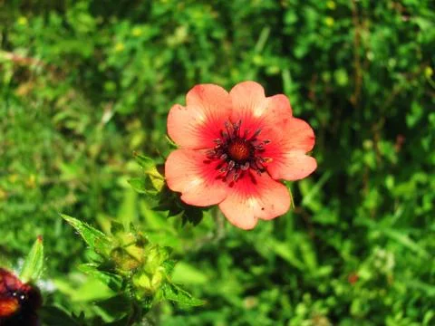 Peachy flower 스톡 사진