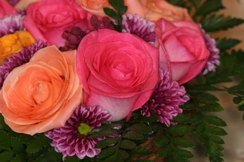 Peachy in pink Stock Photos