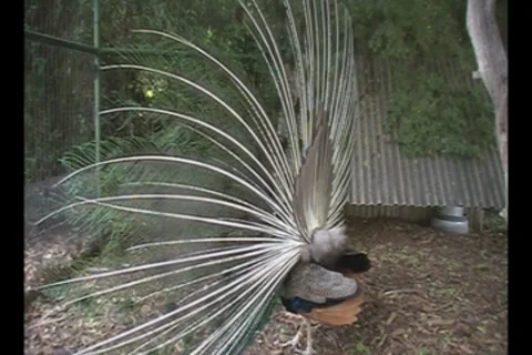 Peackock Fanning Feathers 動画素材 7759922