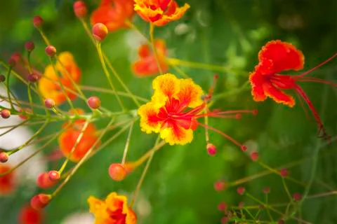 Peackock flower 스톡 사진