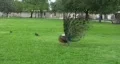 Peackock sideways showing feathers HD HD Footage