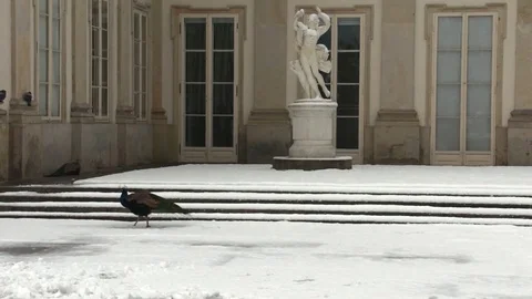 Peackock walking in the snow Stock Footage 70559639