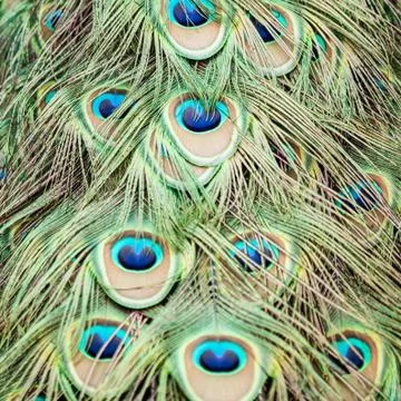 Peacoc pattern Stock Photos