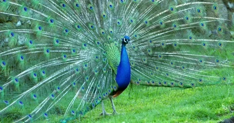 Peacock 01 Stock Footage 172540253