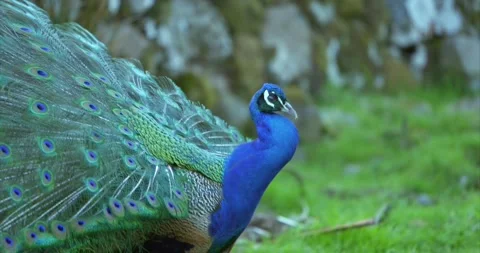Peacock 02 Stock Footage 172540032