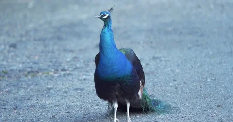 Peacock 03 Stock Footage 172540031