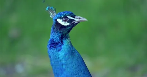 Peacock 04 Stock Footage 172540128