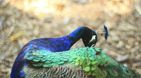 The Peacock 1 Stock Footage 39384093