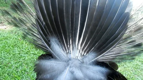 Peacock 1 Stock Footage 120457892