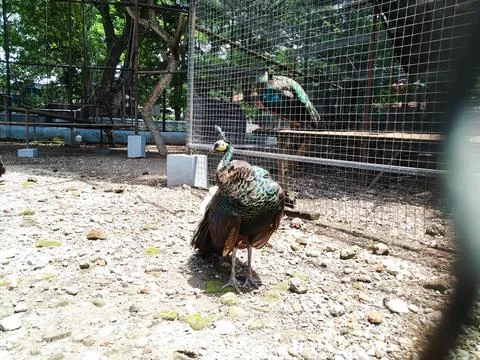 Peacock 1 Foto stock