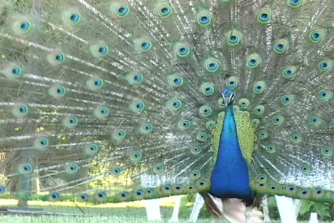 Peacock-10 Video stock 634133