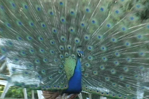 Peacock-2 Video stock 634124