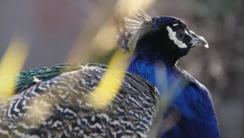 Peacock 2 Stock Footage 1051465