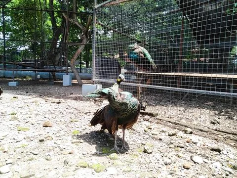 Peacock 2 Stock Photos