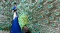 Peacock 2795 (close up) HD Footage