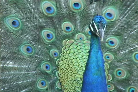 Peacock-3 Stock Footage 634125