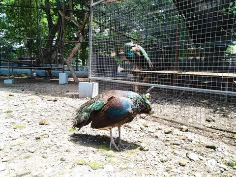 Peacock 3 Stock Photos