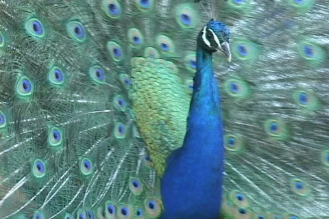 Peacock-4 Video stock 634126