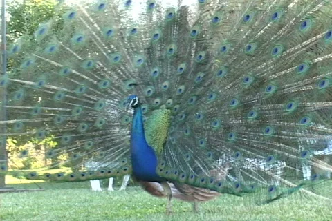 Peacock-6 스톡 동영상 634128