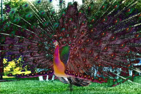 Peacock-7 Stock Footage 634130