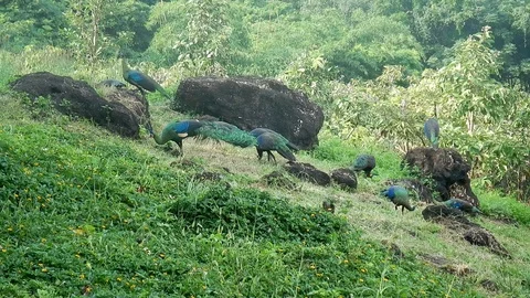 Peacock 7 Stock Footage 120458146