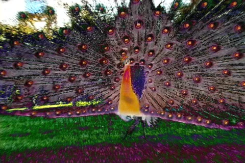 Peacock-8 Stock Footage 634131