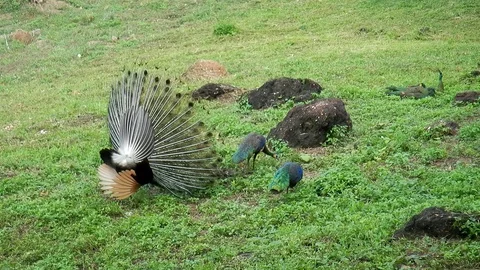 Peacock 8 Stock Footage 120458110