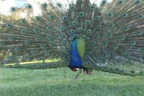 Peacock-9 Video stock 634132