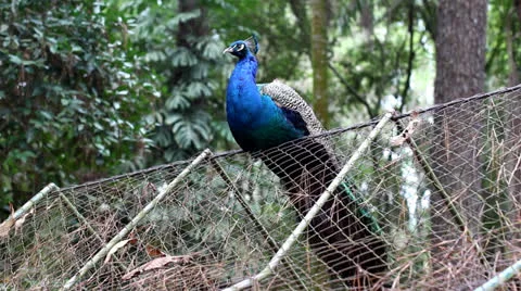 Peacock 9565 Stock Footage 26145470