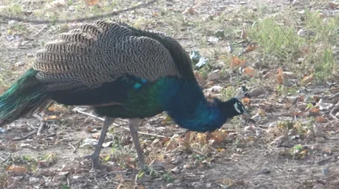 Peacock in action close-up Stock Footage 33472291
